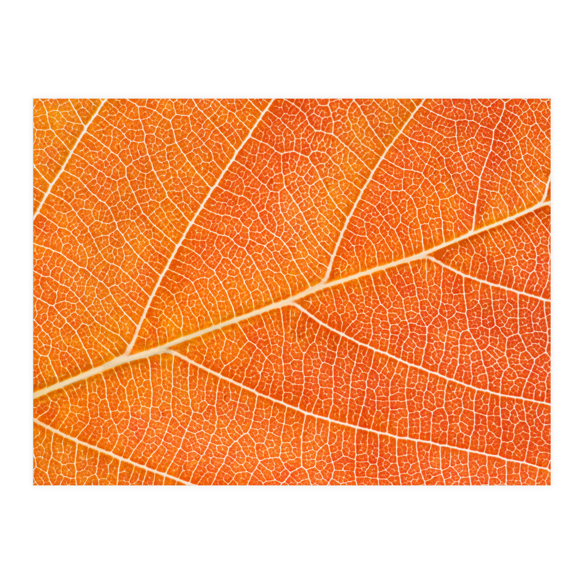Autumn Leaf (Print Only)