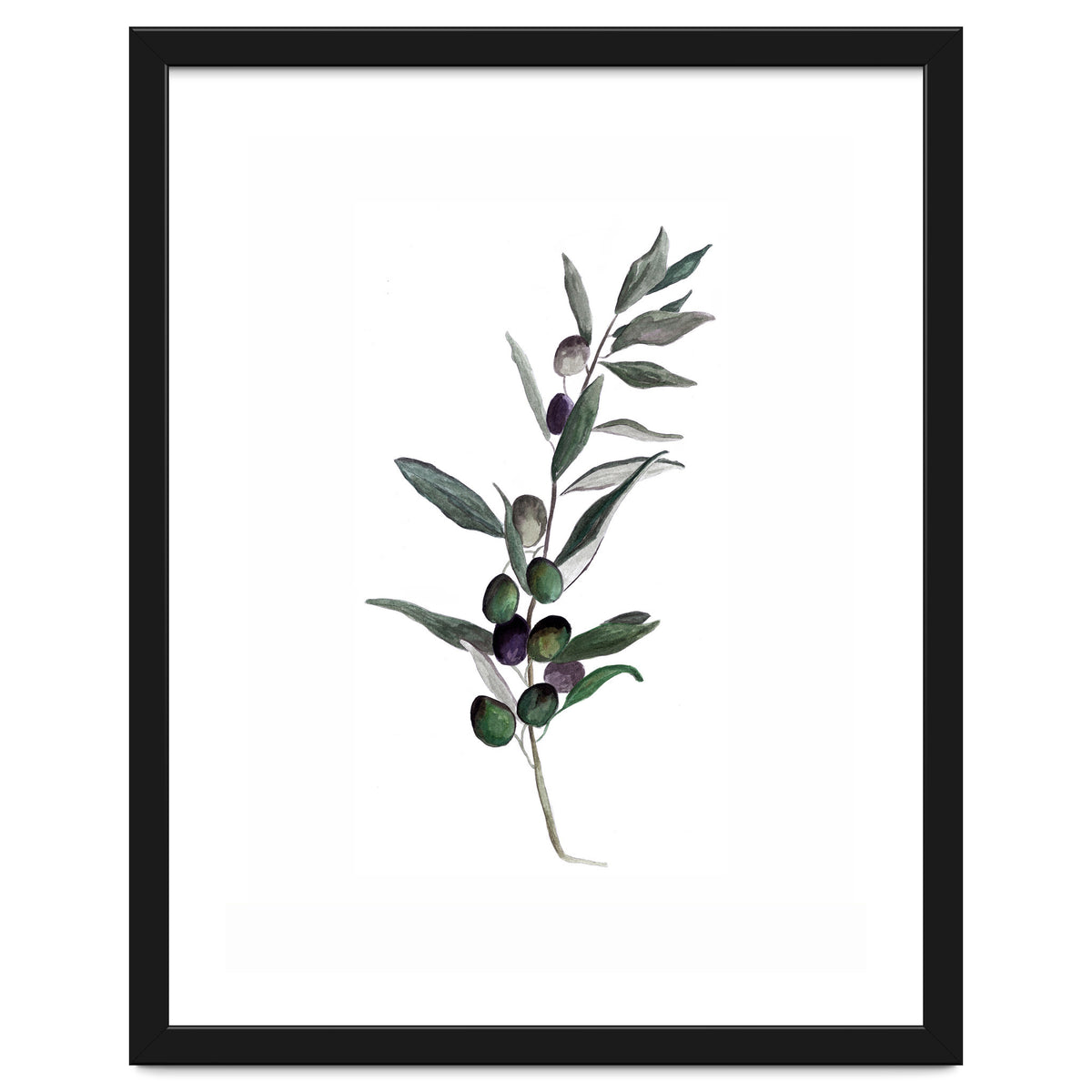 Botanical Illustration Olive