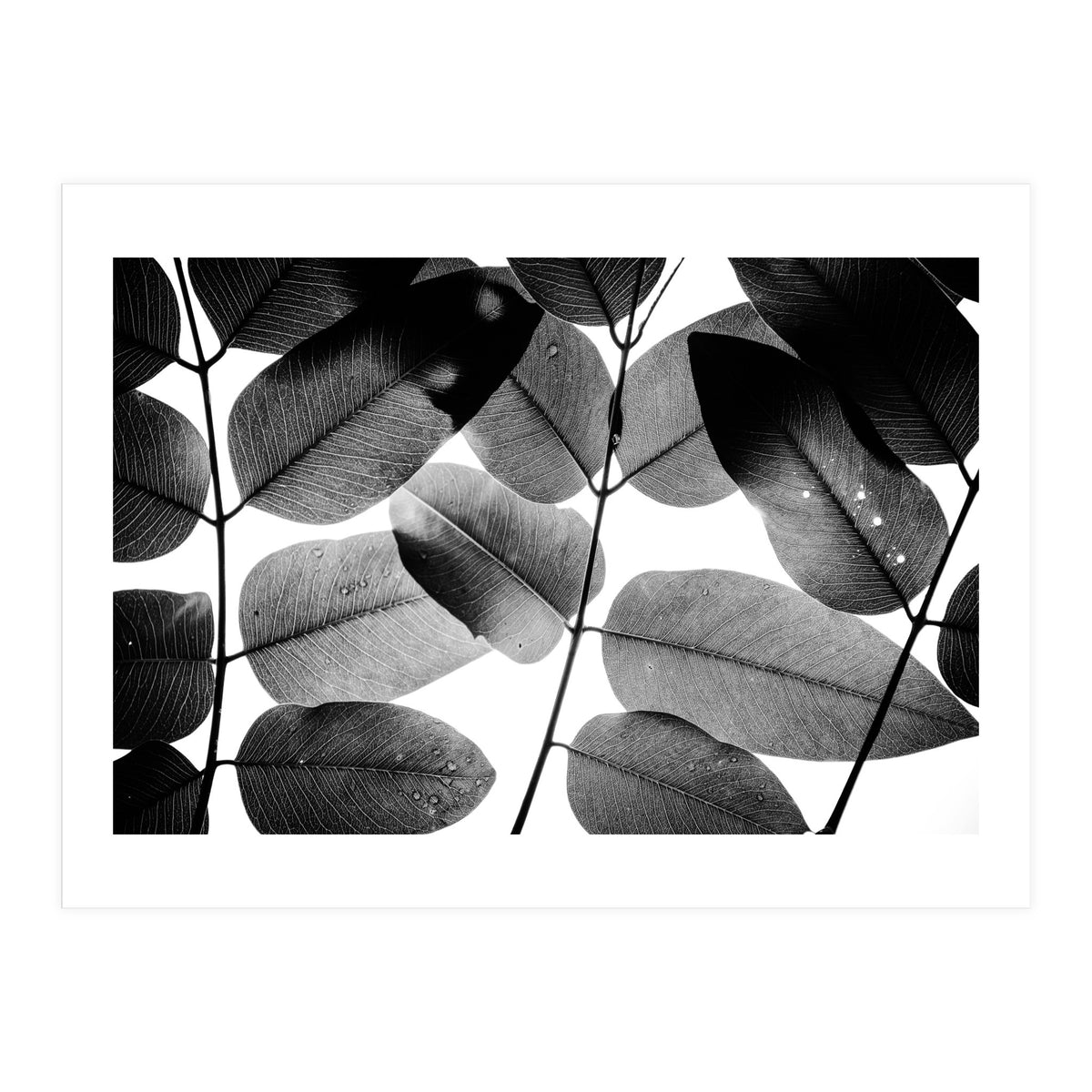 Experiments with Leaves II (Print Only)