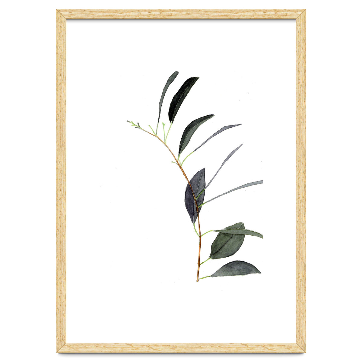 Untitled #14 - Eucalyptus