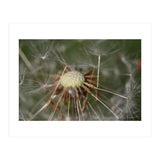 Dandelion Seeds (Print Only) thumbnail