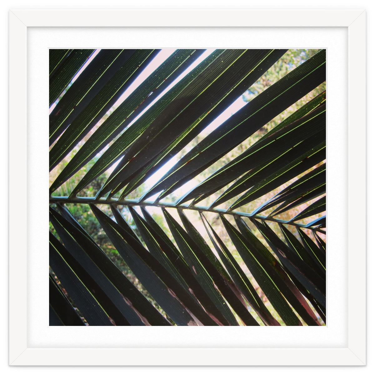 Palm leaf