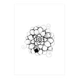 Poetic Echeveria Plant (Print Only) thumbnail