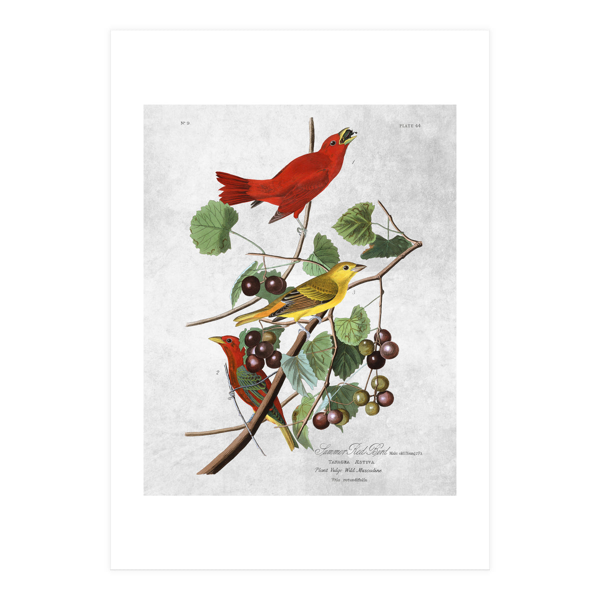 uccelli (Print Only)