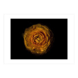 Backyard Flowers No 73 Color Version (Print Only) thumbnail