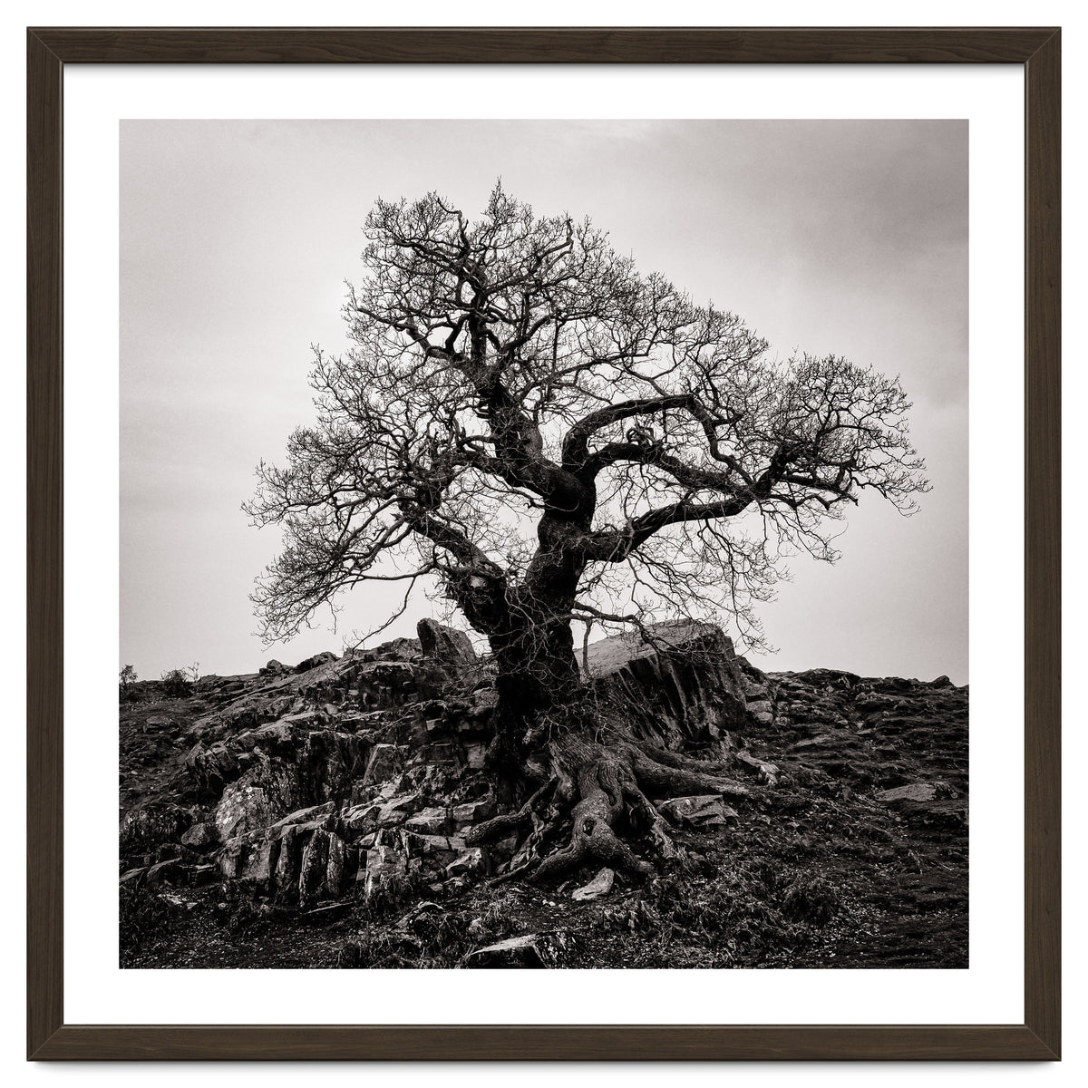 Gnarled Tree