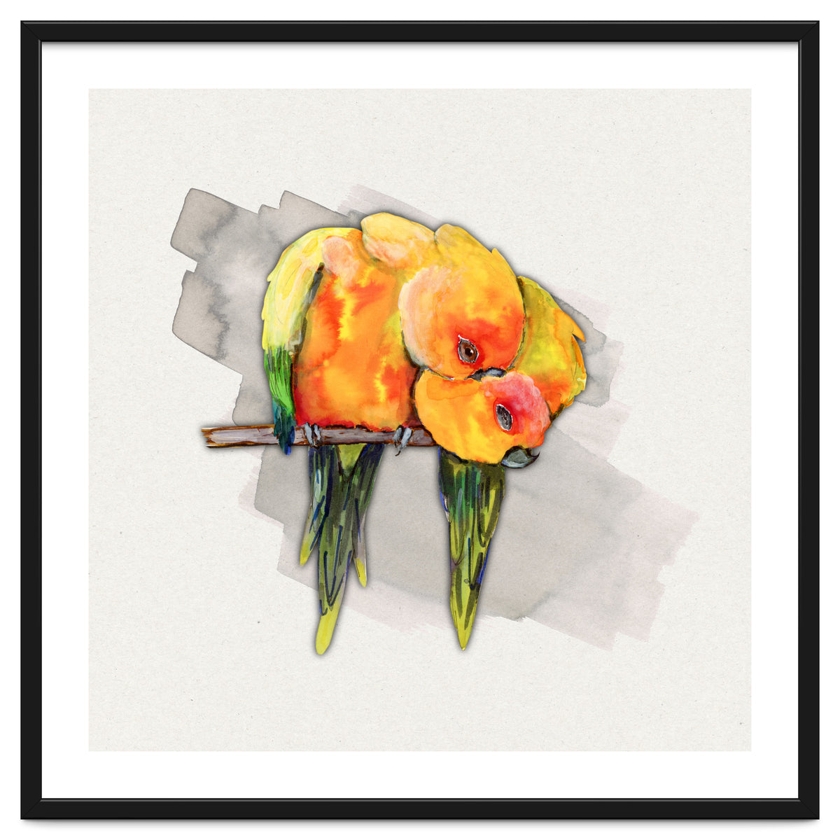 Two cuddling sun conures