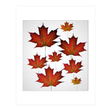 Autumn  leaves (Print Only) thumbnail