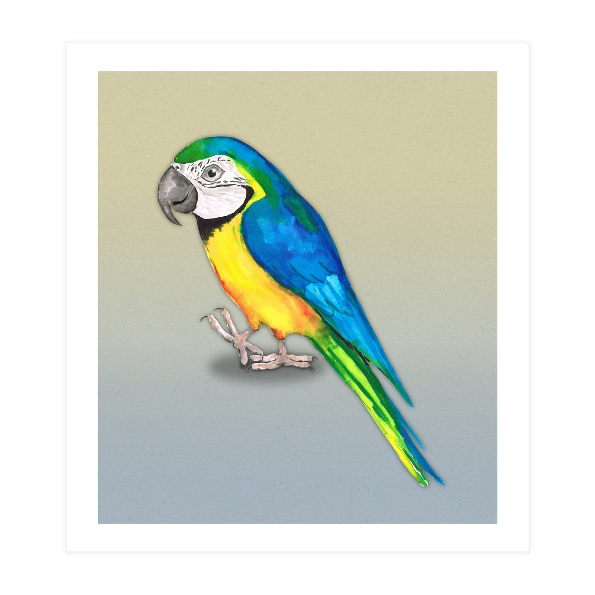 Blue and yellow macaw (Print Only)