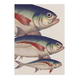 Fish Classic Designs 5 (Print Only) thumbnail