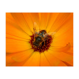 Bee Kind (Print Only) thumbnail