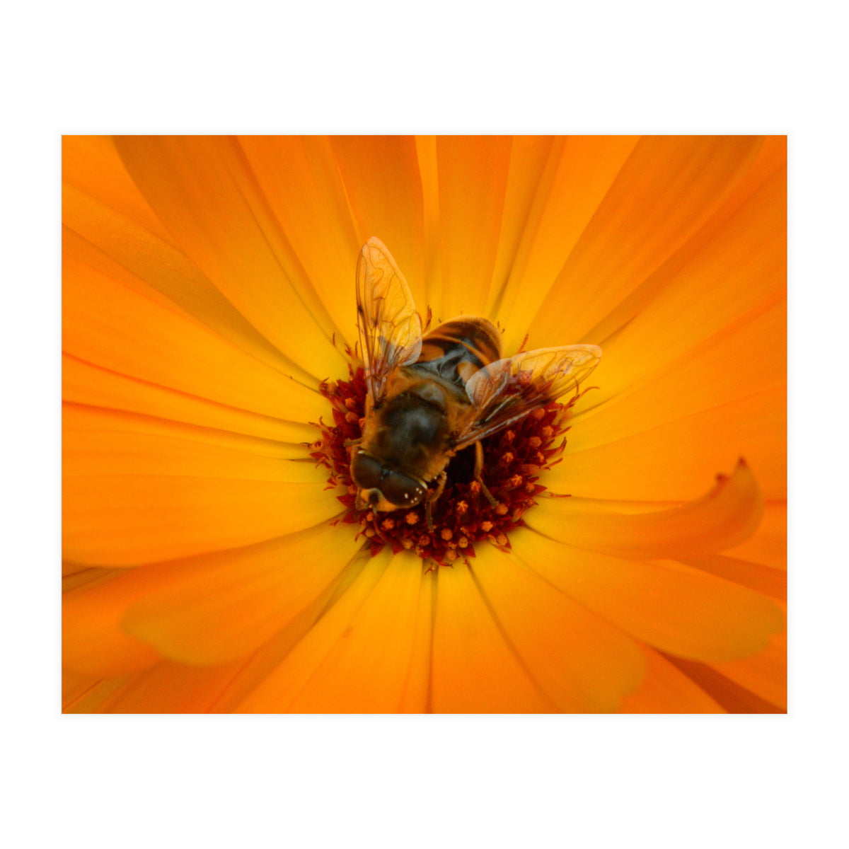 Bee Kind (Print Only)