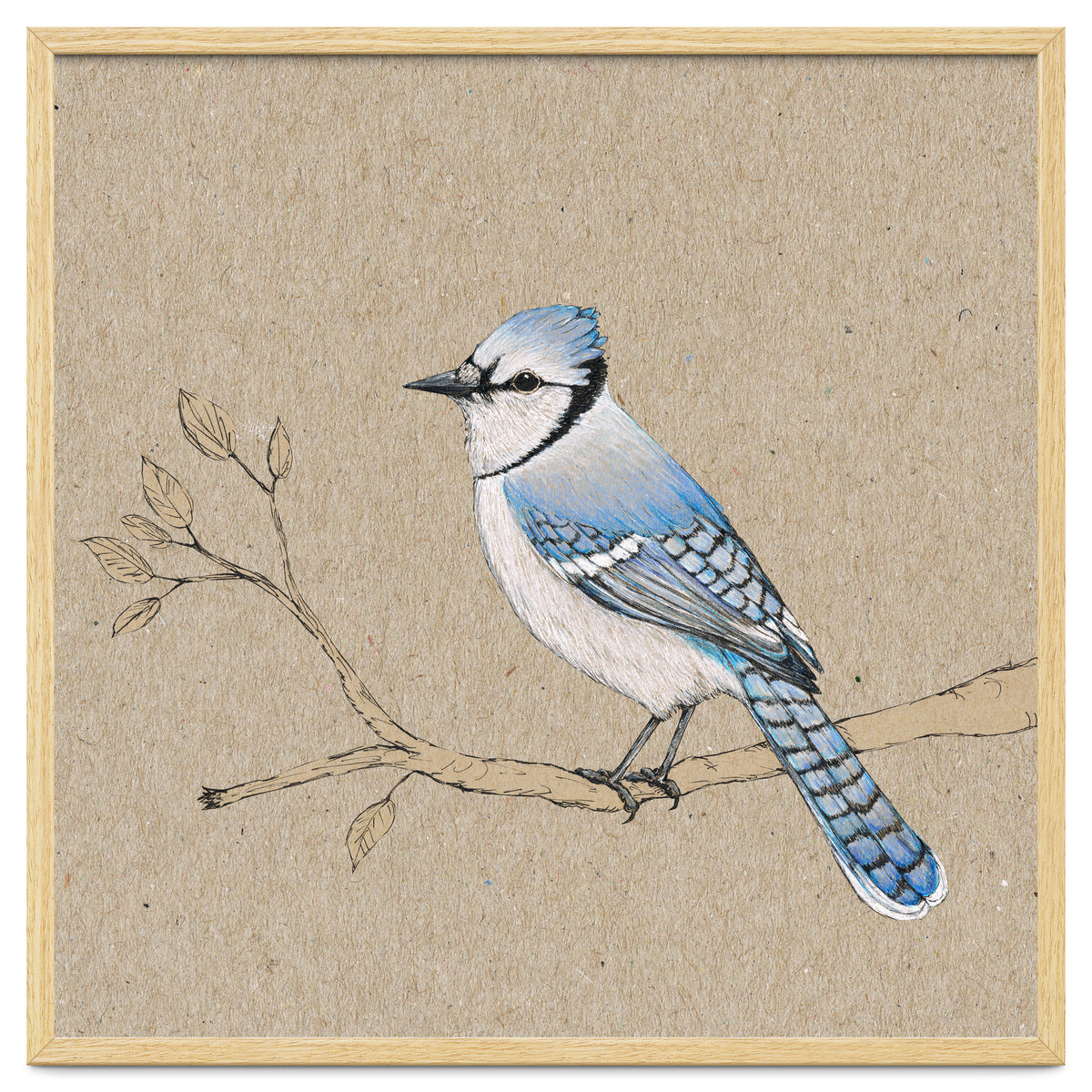 Blue jay