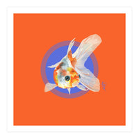 Koi Carp (Print Only)