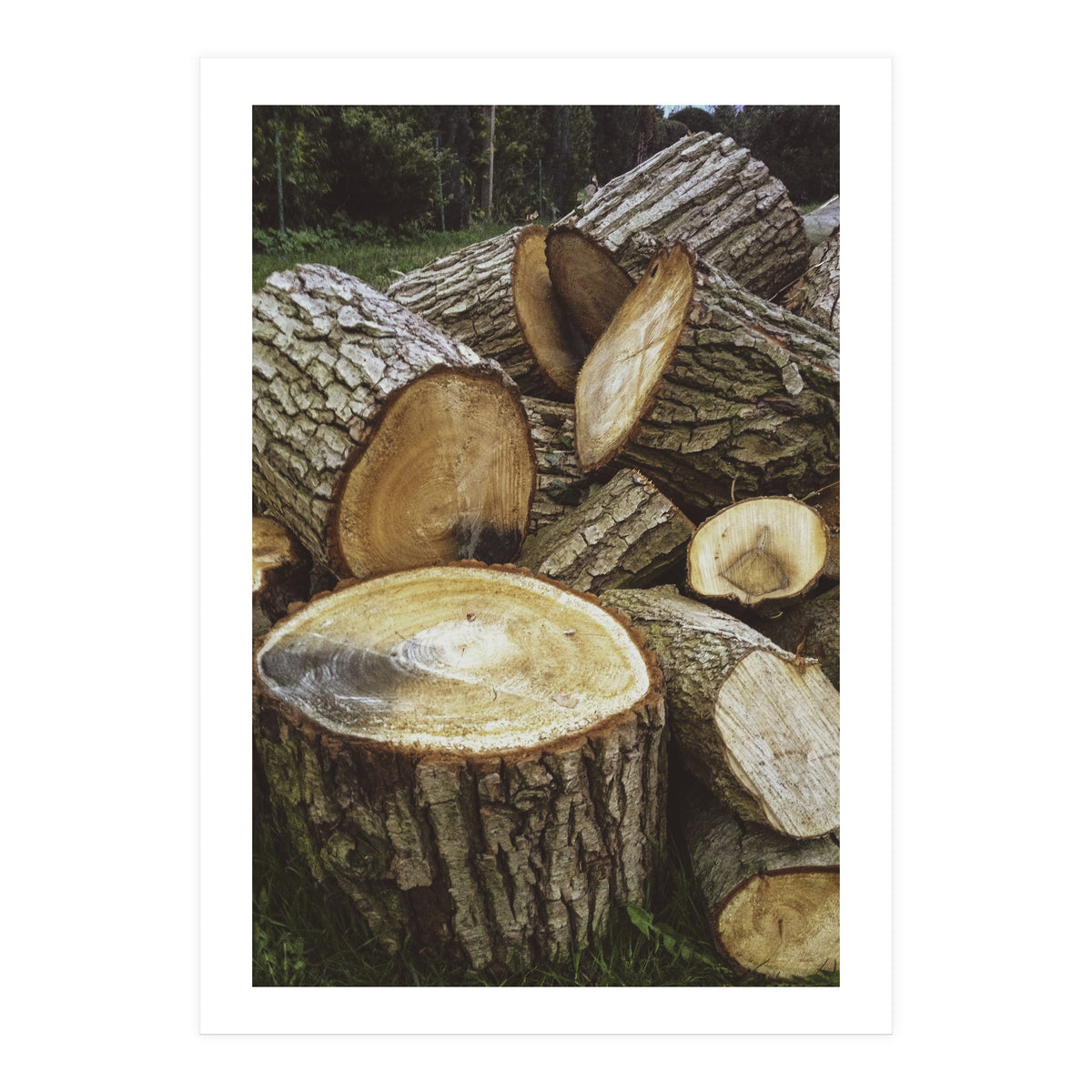 Bucolism 4 (Print Only)