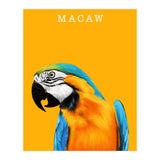 Macaw (Print Only) thumbnail