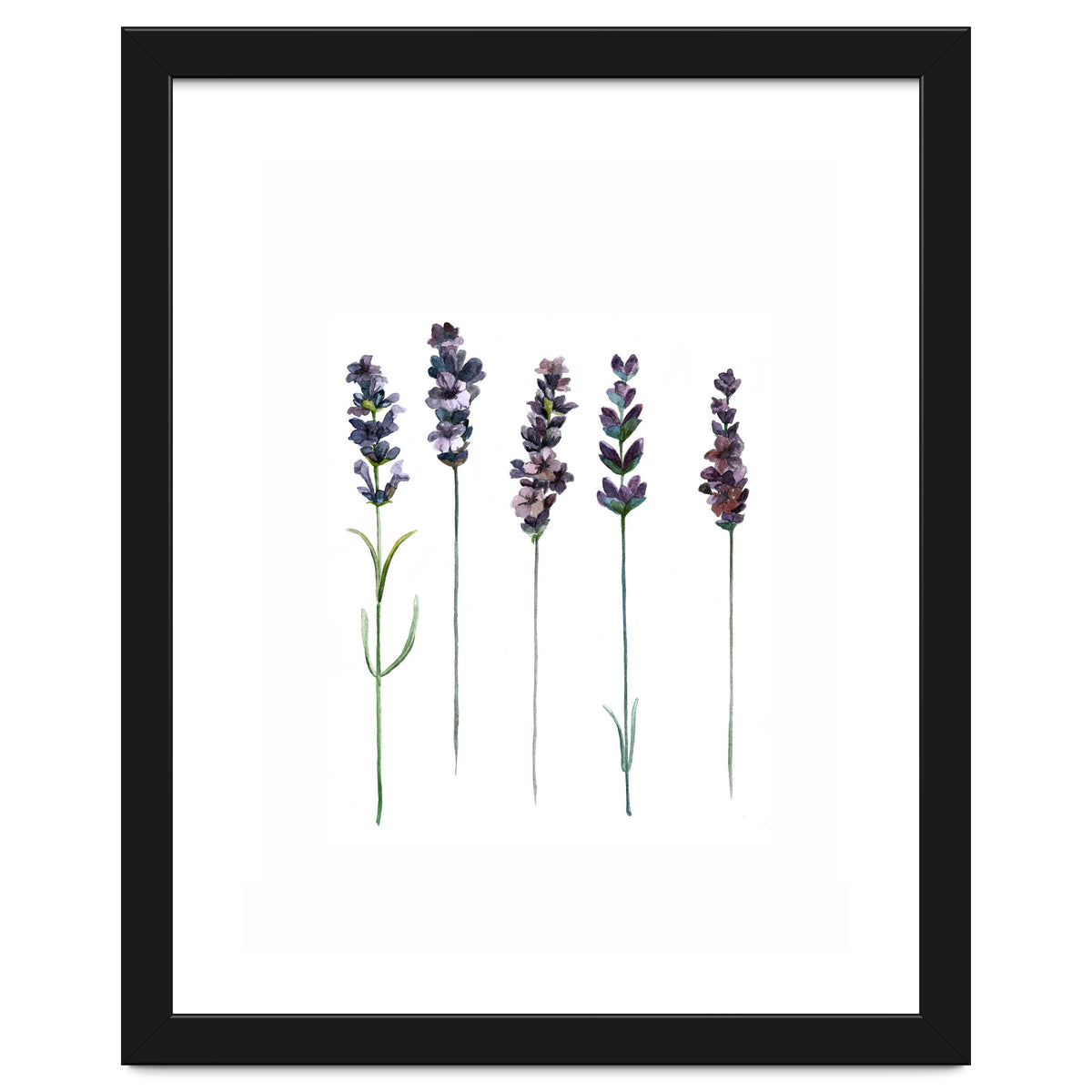 Botanical Illustration Lavender
