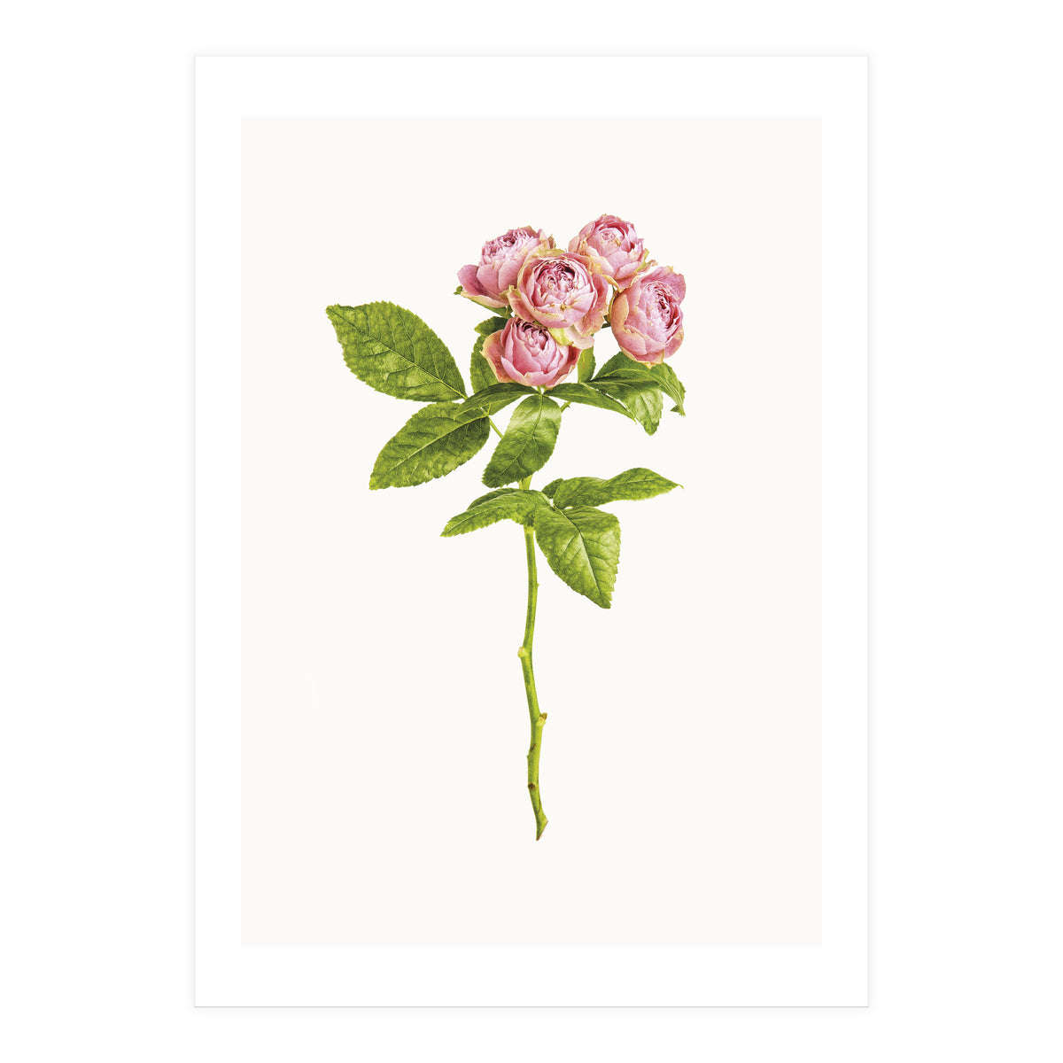 Cc Roses 04 (Print Only)