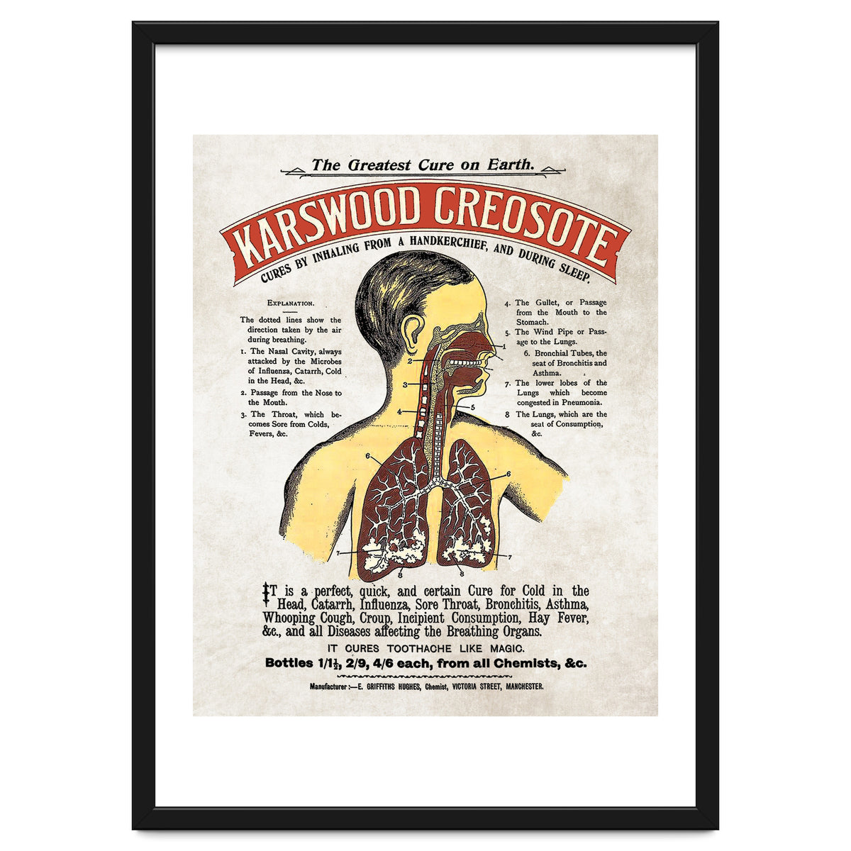 anatomy digestive system poster