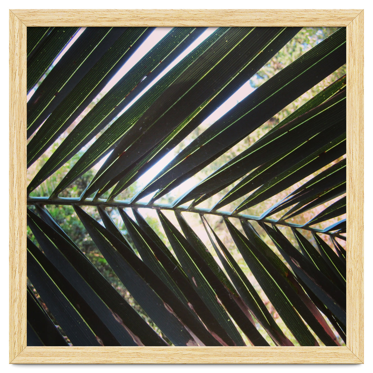 Palm leaf