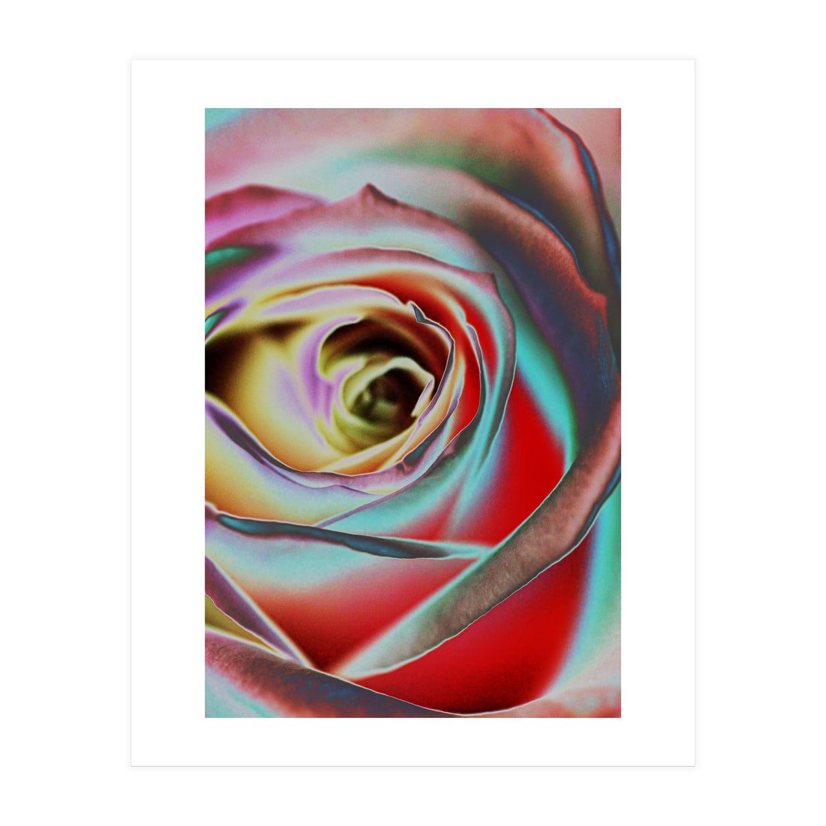 Rose (Print Only)