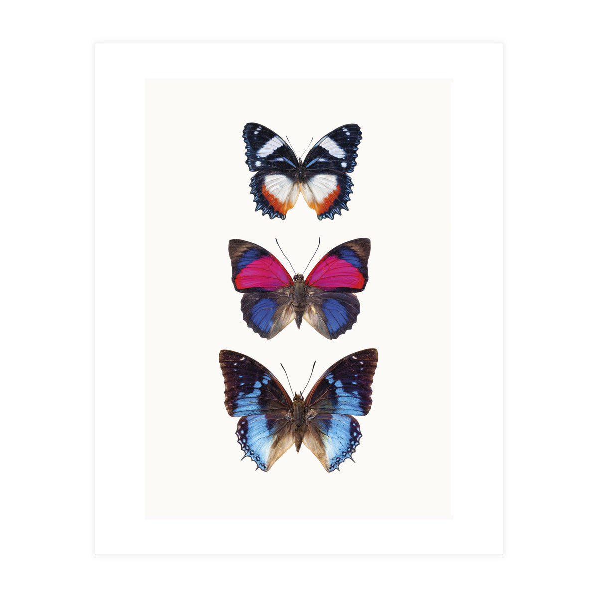 Cc Butterflies 03 (Print Only)