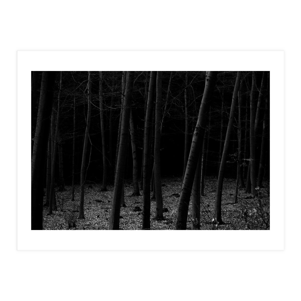 silent woods (Print Only)