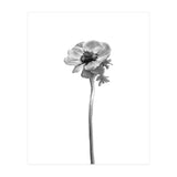 Anemone coronaria | bright design (Print Only) thumbnail