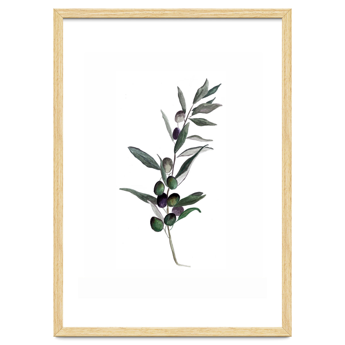 Botanical Illustration Olive