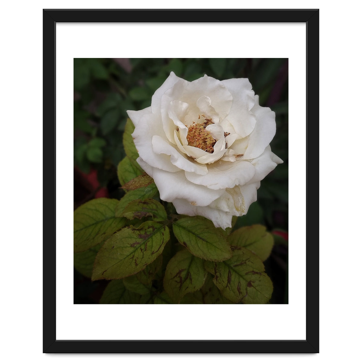 Fabulous White Rose Garden