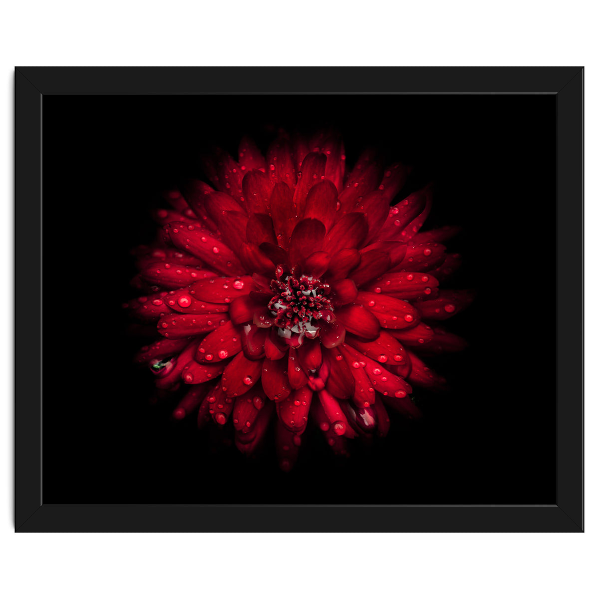 Backyard Flowers 45 Color Version