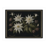 Edelweiss Vintage Illustration (Print Only) thumbnail