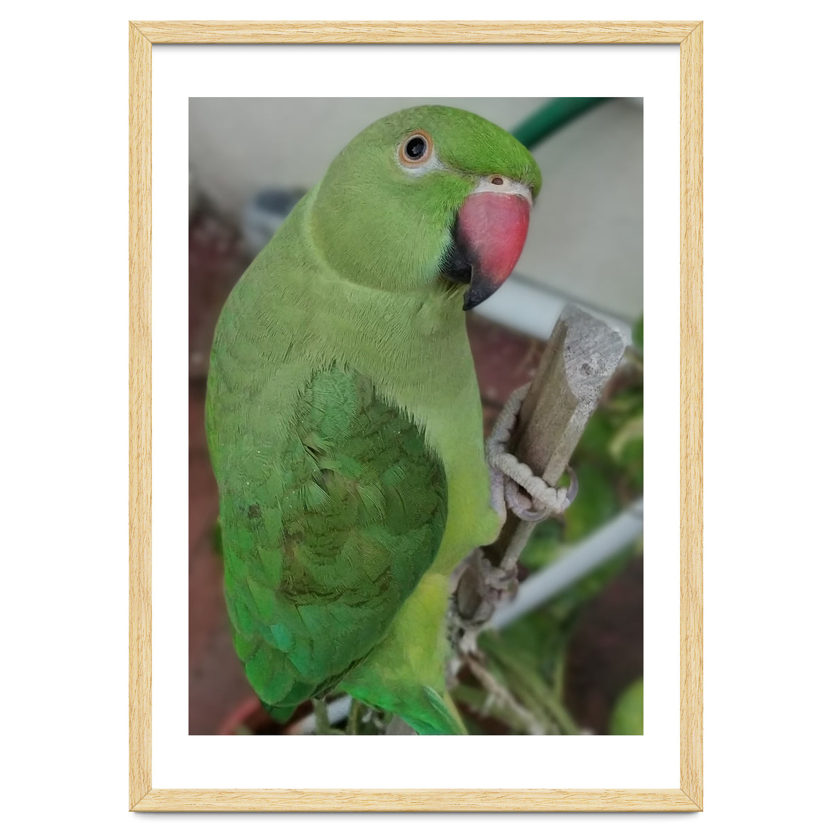 Lucky Indian Parakeet