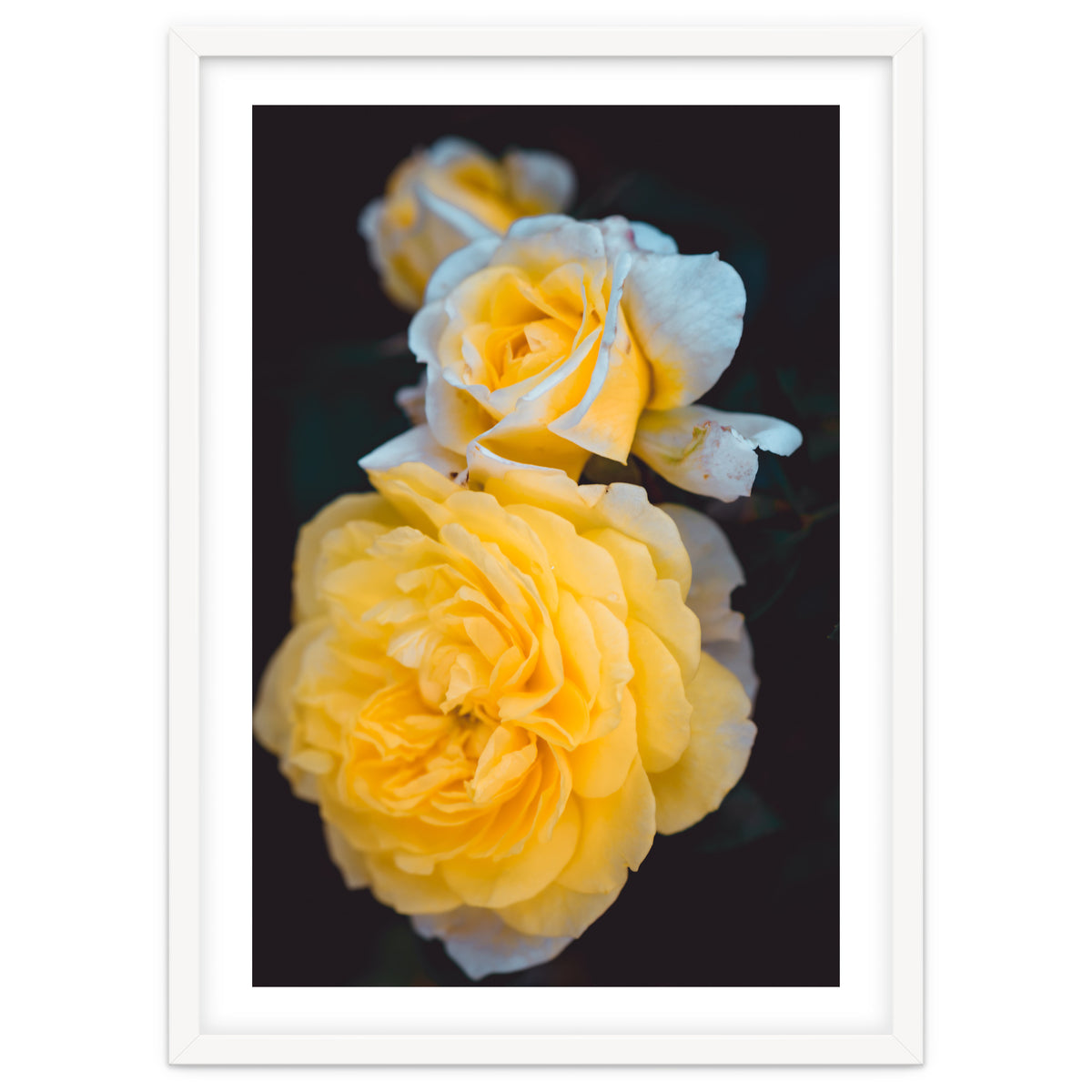 Yellow Rose