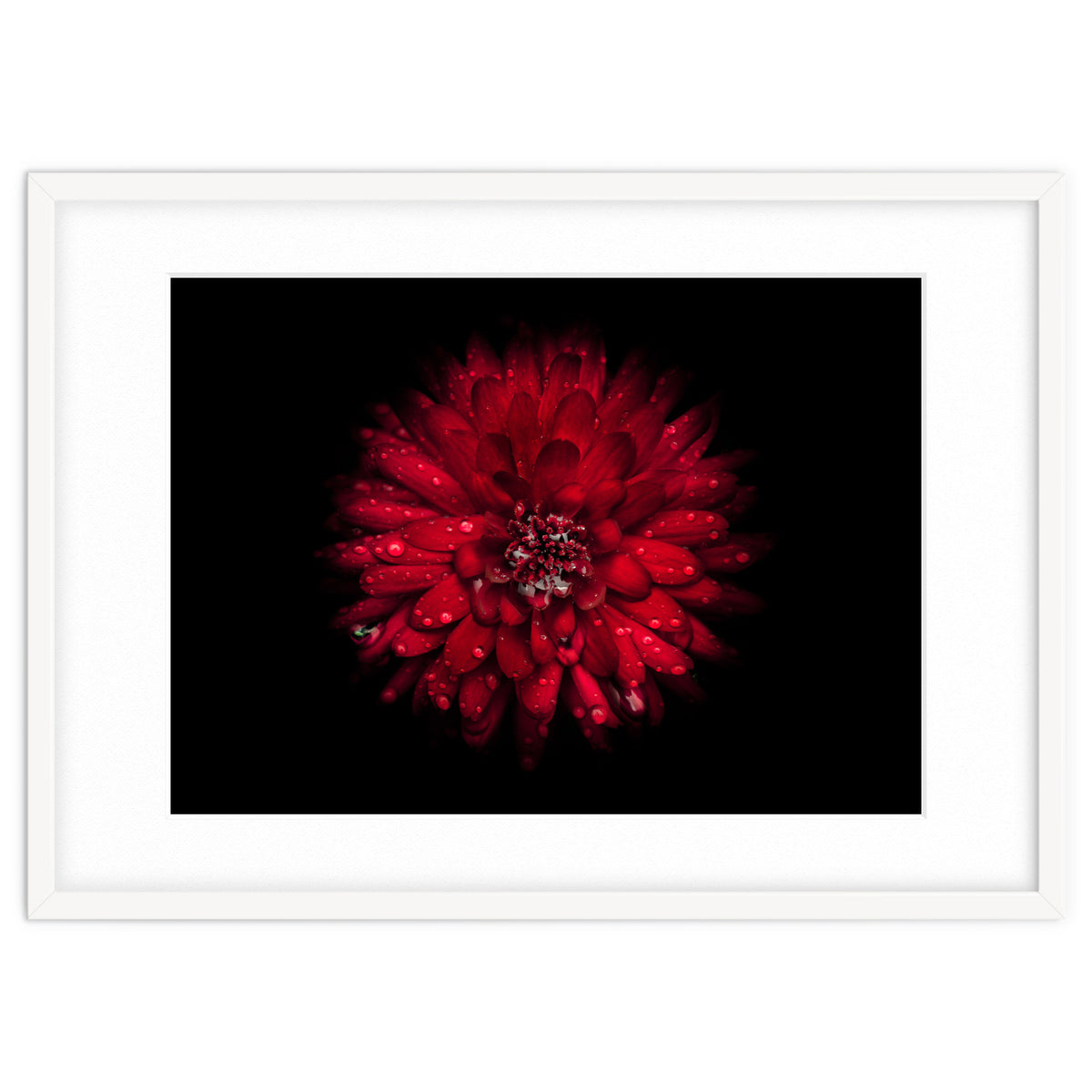 Backyard Flowers 45 Color Version