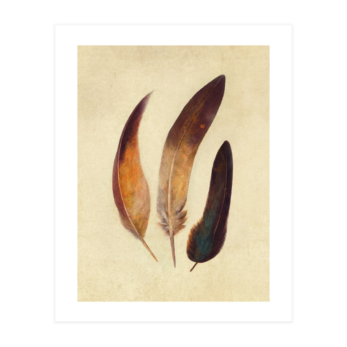 Three Feathers (Print Only)