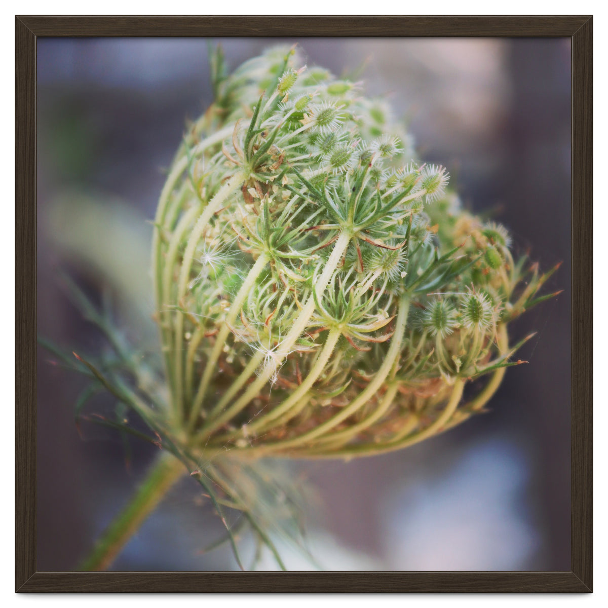 Seed head