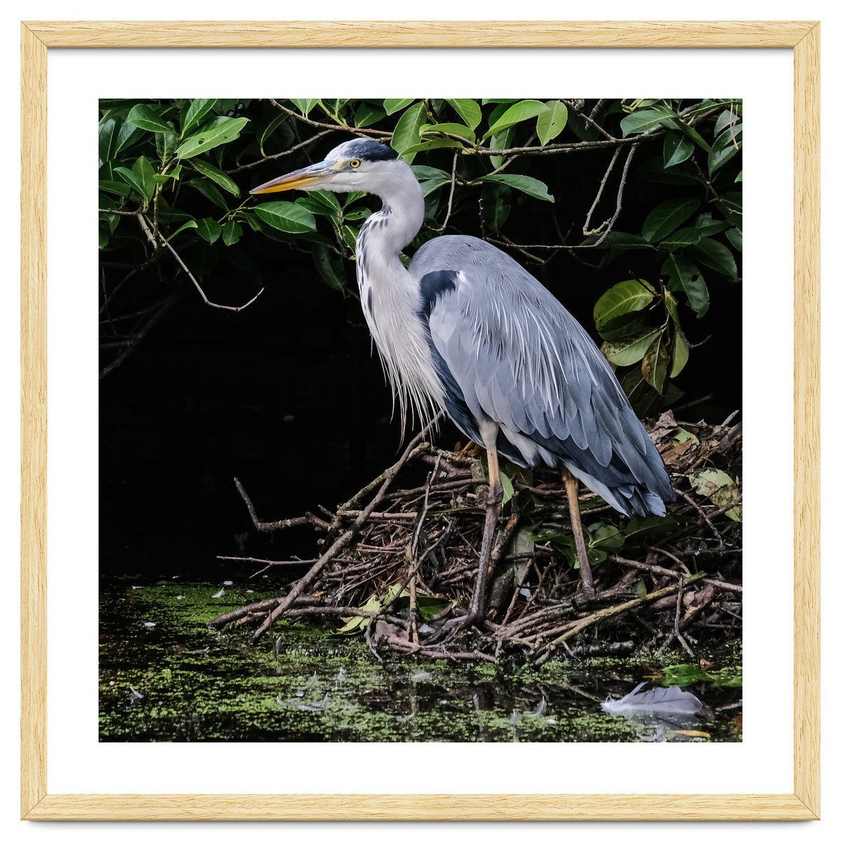 Heron