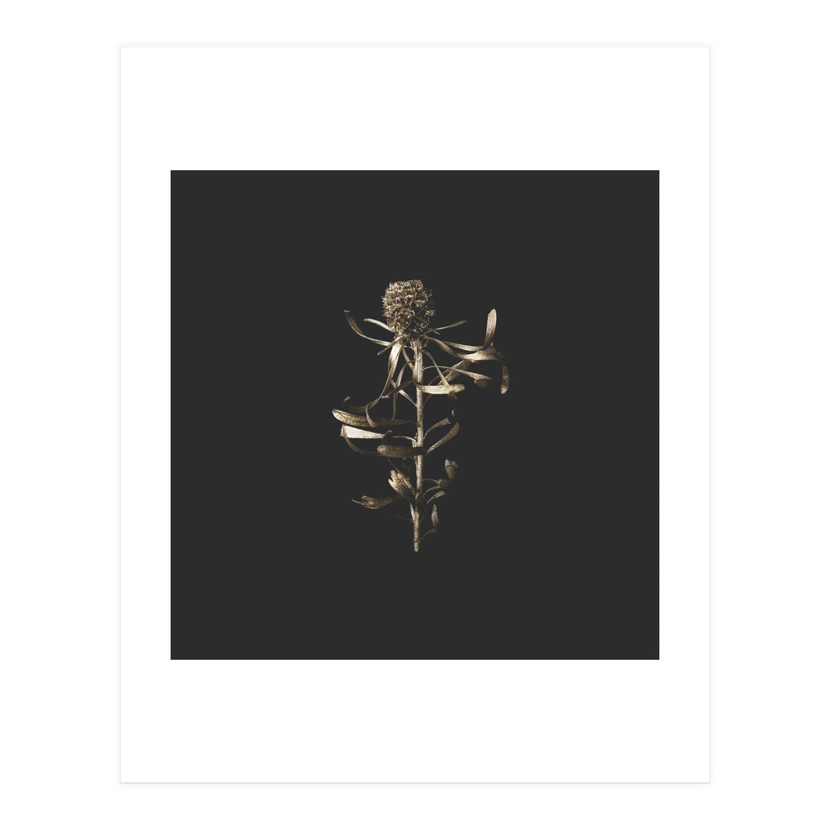 Golden Botanicals -  Square (Print Only)