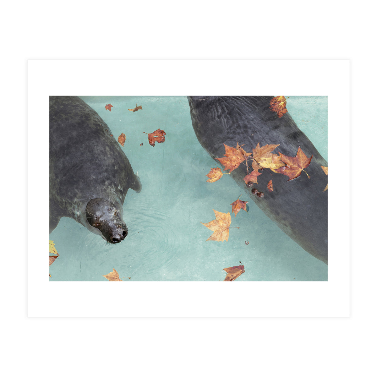 Wup-Wup-Wup (Print Only)