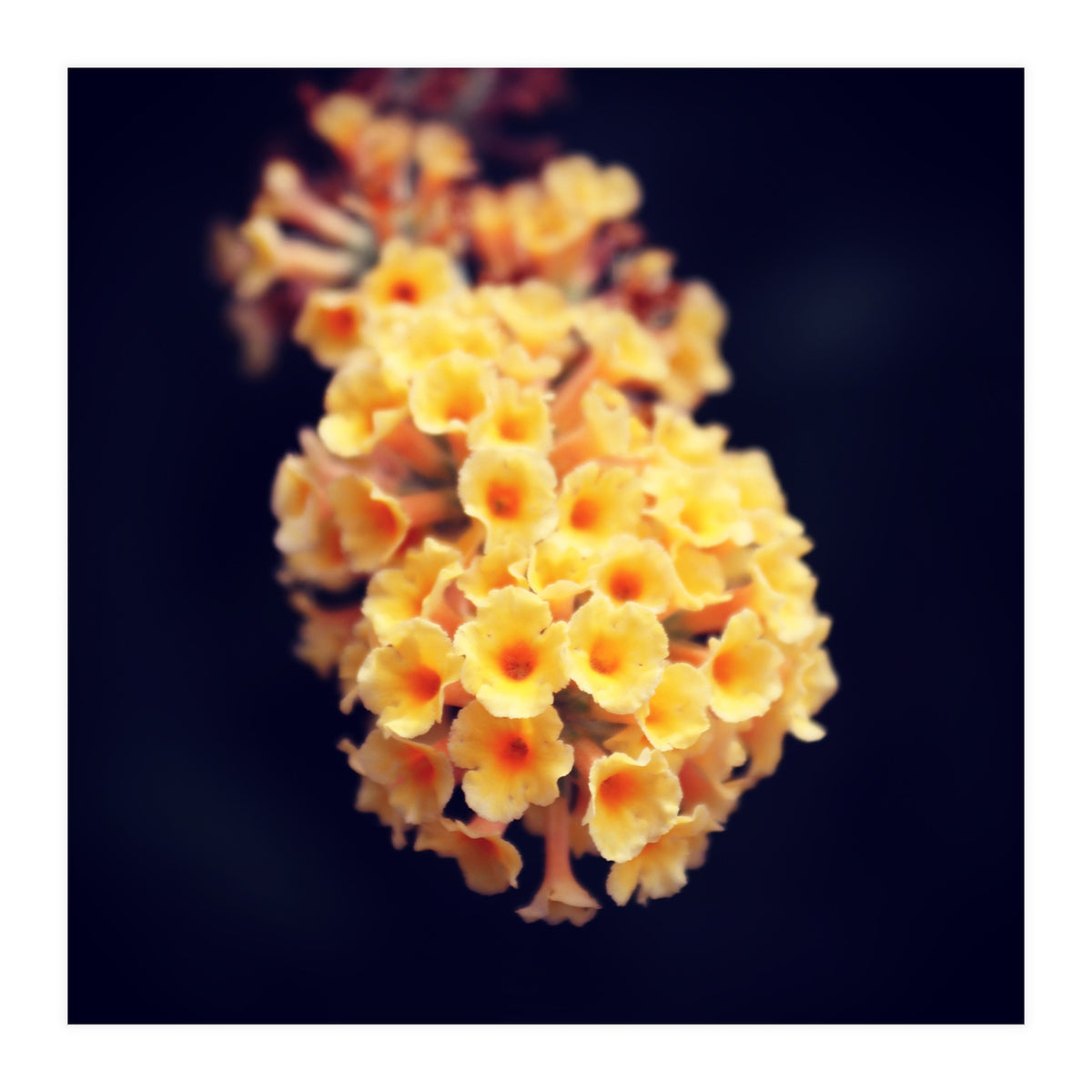 Autumn Flowers (Print Only)