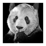 Great Panda (Print Only) thumbnail