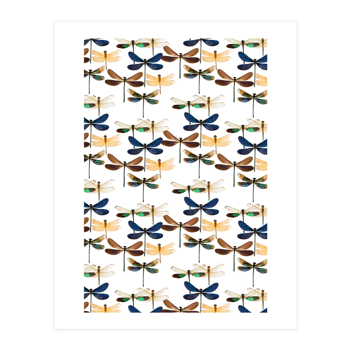 Cc Mle 10213 (Print Only)