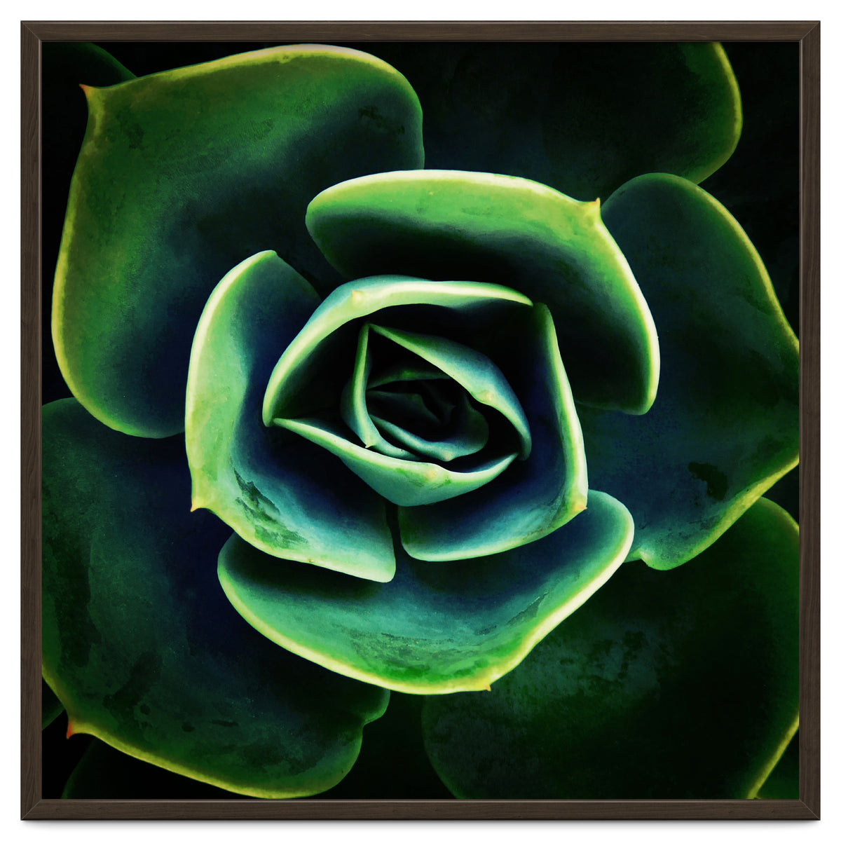 DARKSIDE OF SUCCULENTS XIV