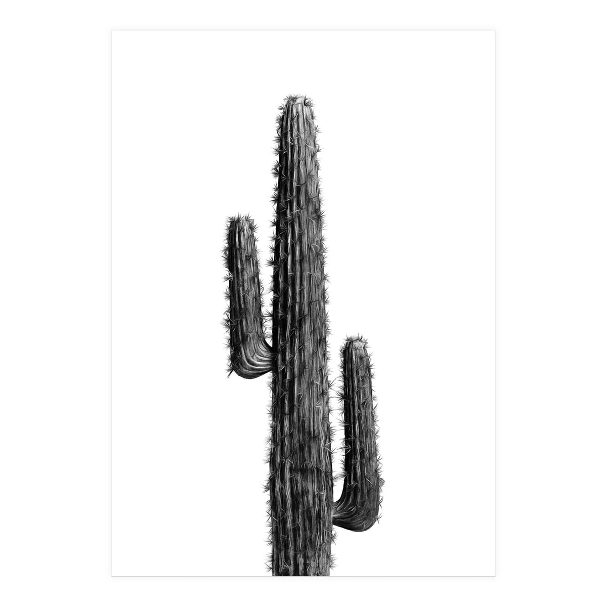 Cactus Black and White 01 (Print Only)