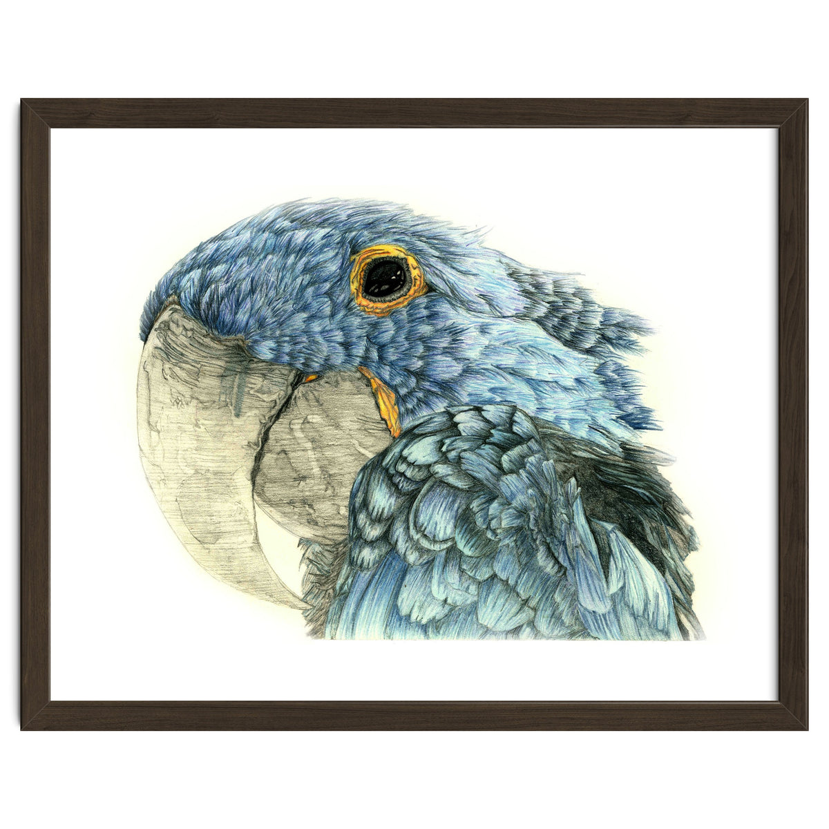 Blue Parrot