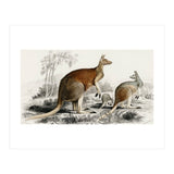 The red kangaroo illustrated (Print Only) thumbnail