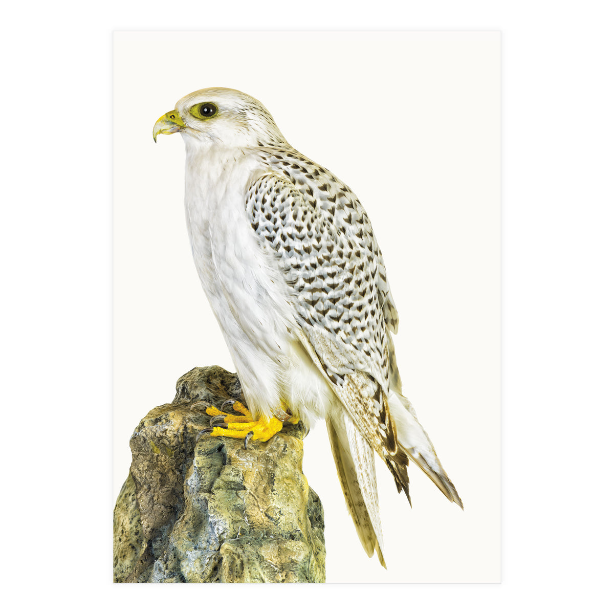 Cc Bird 03 (Print Only)