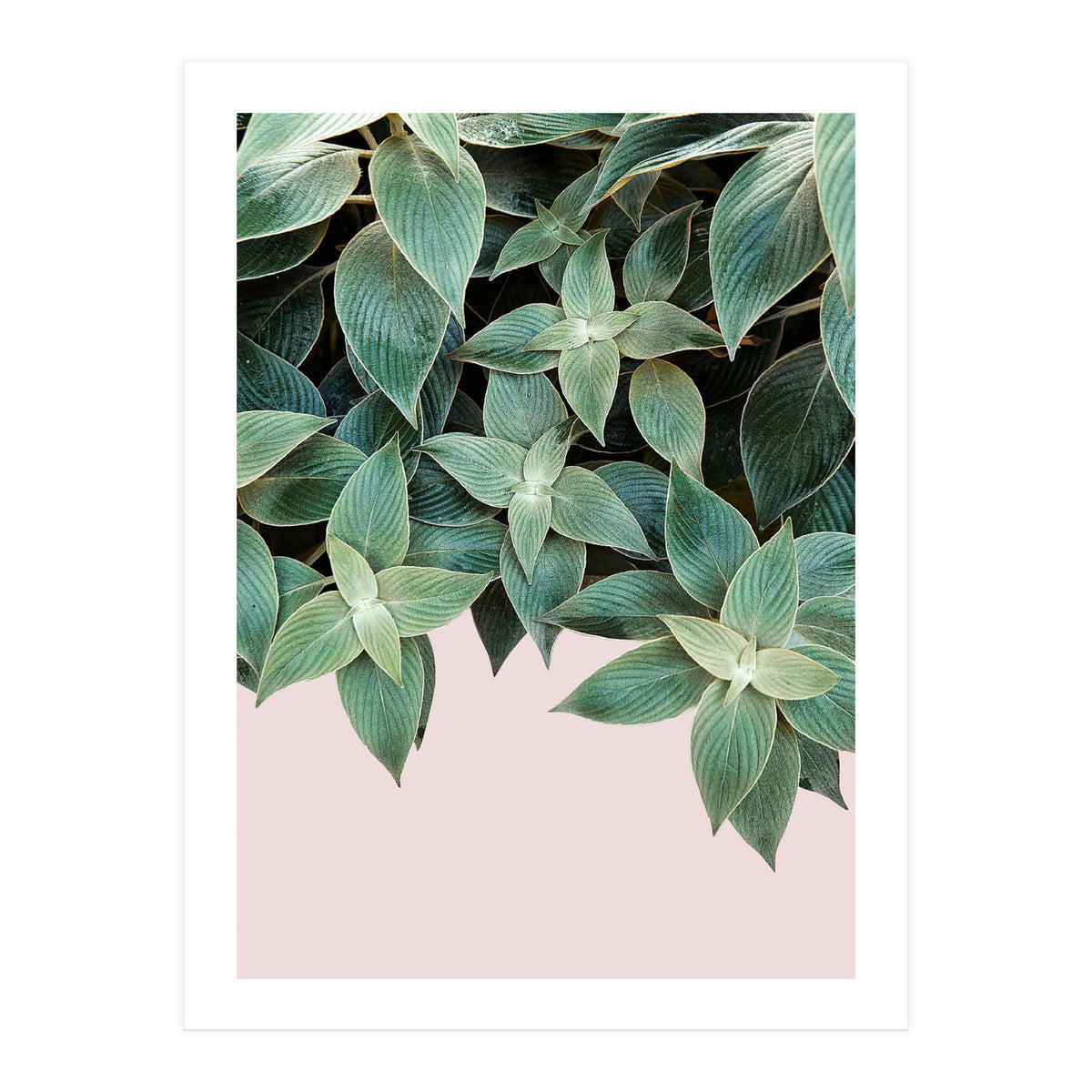 pianta pink (Print Only)