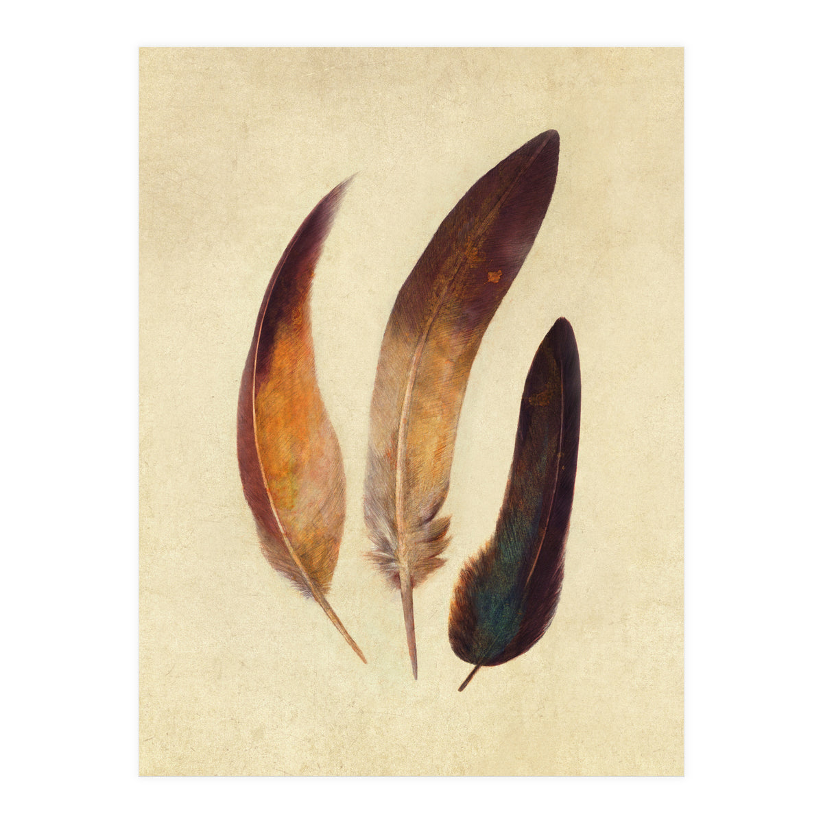 Three Feathers (Print Only)